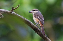 Brown Shrike